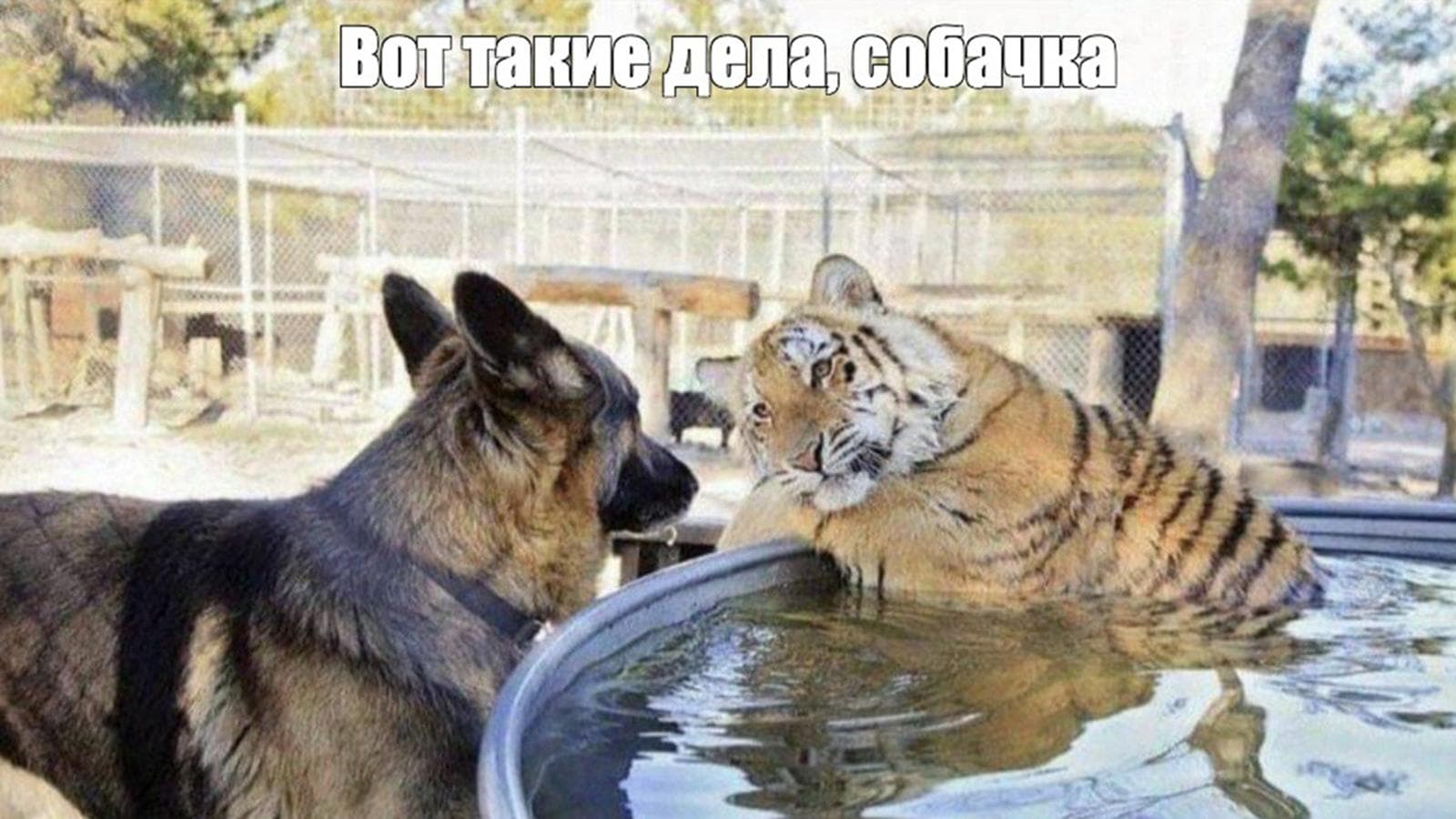 Жизнь и смерть TigerGaming